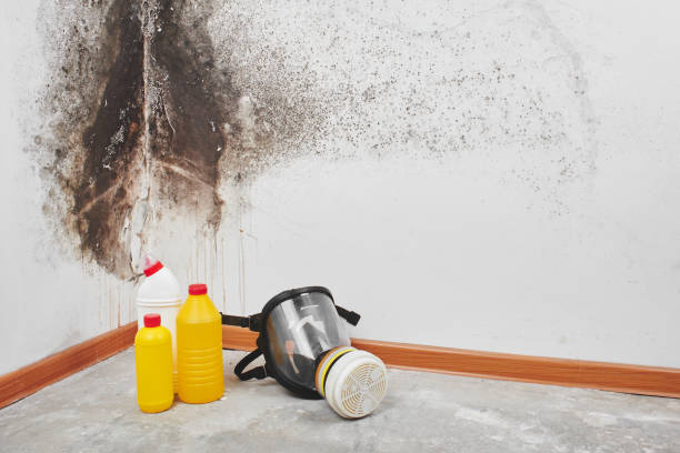 Best Mold Removal Company Near Me  in Yellow Springs, OH