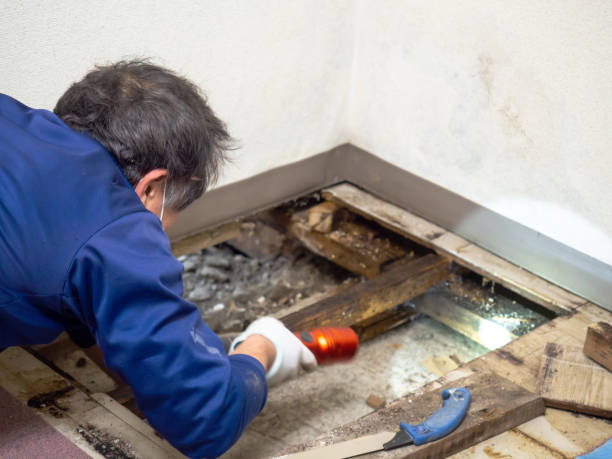 Best Black Mold Removal  in Yellow Springs, OH
