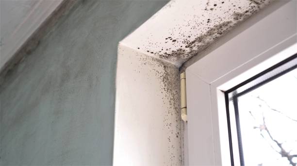 Best Mold Testing  in Yellow Springs, OH
