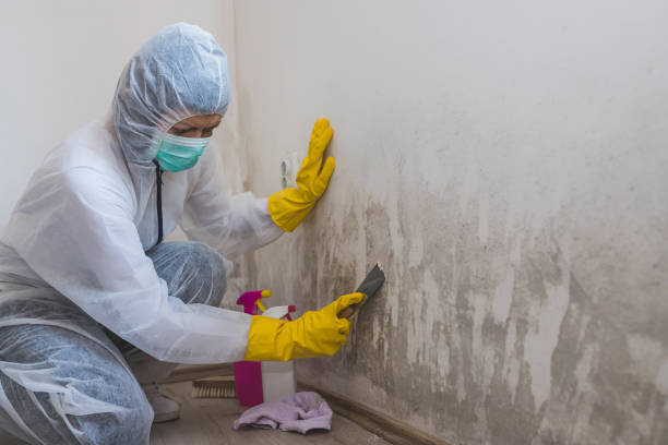 Best Crawl Space Mold Removal  in Yellow Springs, OH