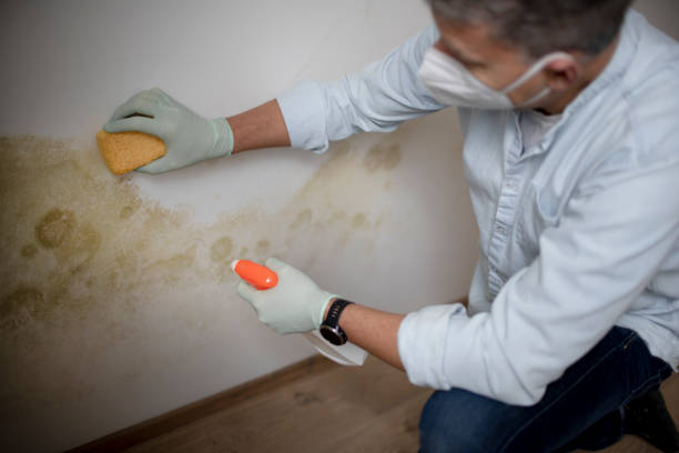 Best Mold Remediation  in Yellow Springs, OH