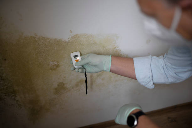 Best Home Mold Removal  in Yellow Springs, OH