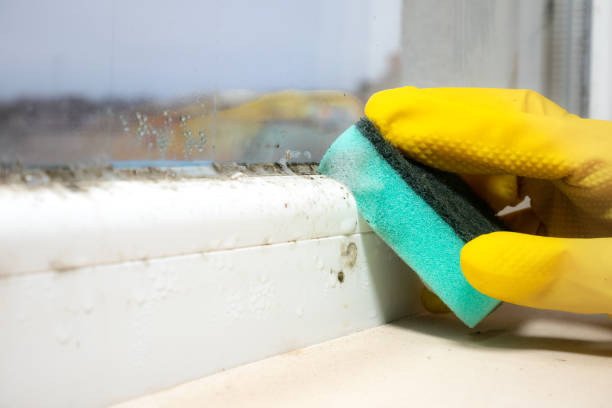 Best Fast Mold Removal  in Yellow Springs, OH