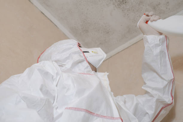 Best Certified Mold Removal  in Yellow Springs, OH