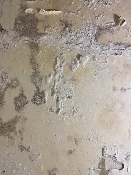 Best Mold Cleaning Services  in Yellow Springs, OH