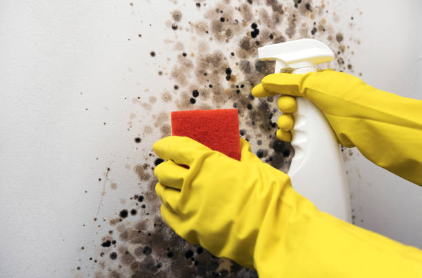 Best Residential Mold Removal  in Yellow Springs, OH