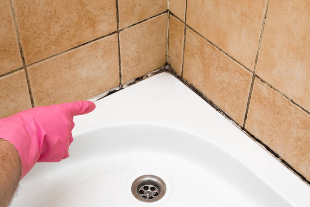 Best Professional Mold Removal  in Yellow Springs, OH