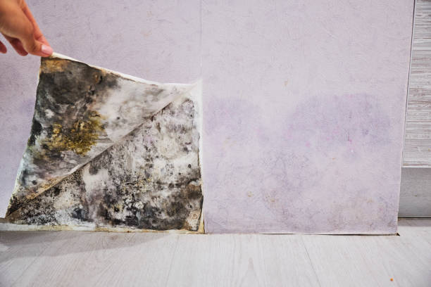 Best Commercial Mold Removal  in Yellow Springs, OH
